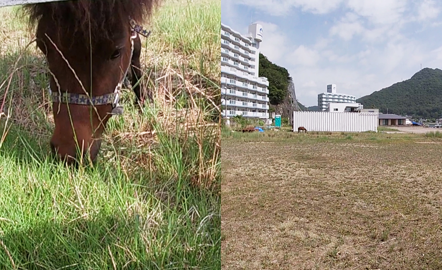 隣の牧場にはミニチュアホースが飼われていて、動物触れ合いもできます
