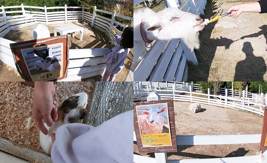 ポニー以外の動物にはエサやりをすることもでき、体に触れることもできます