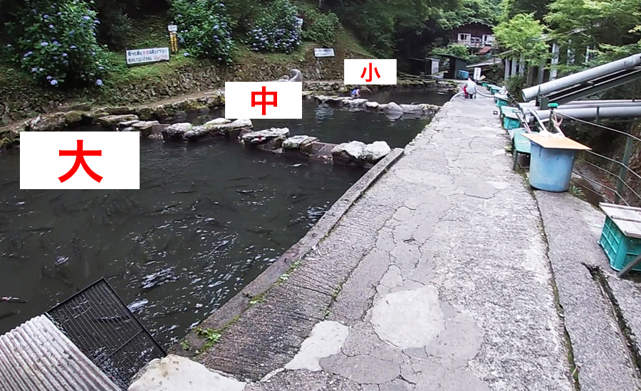 魚の大きさによって池が３つに分けられていて、それぞれ手前から「大・中・小」になっています