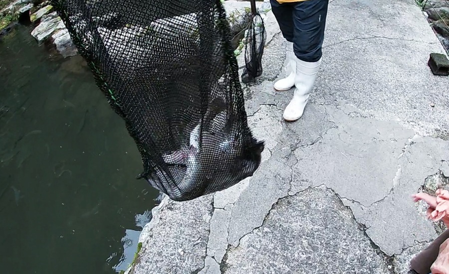 本当に短時間で大量に釣れてしまうので、我が家も15分で6匹釣ることが出来ました。