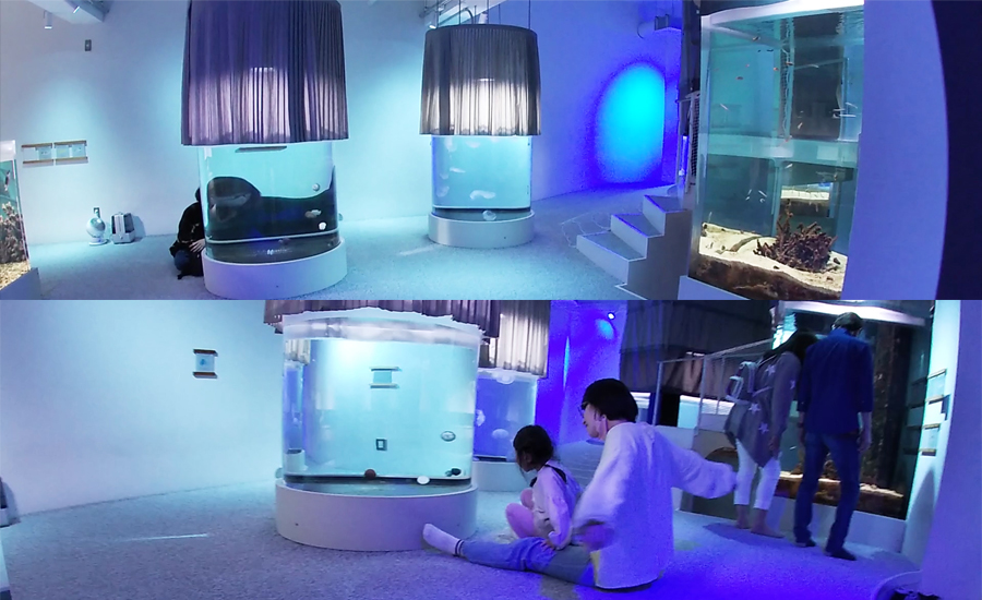 ソファーに座ったり絨毯の場所もある新感覚の水族館3