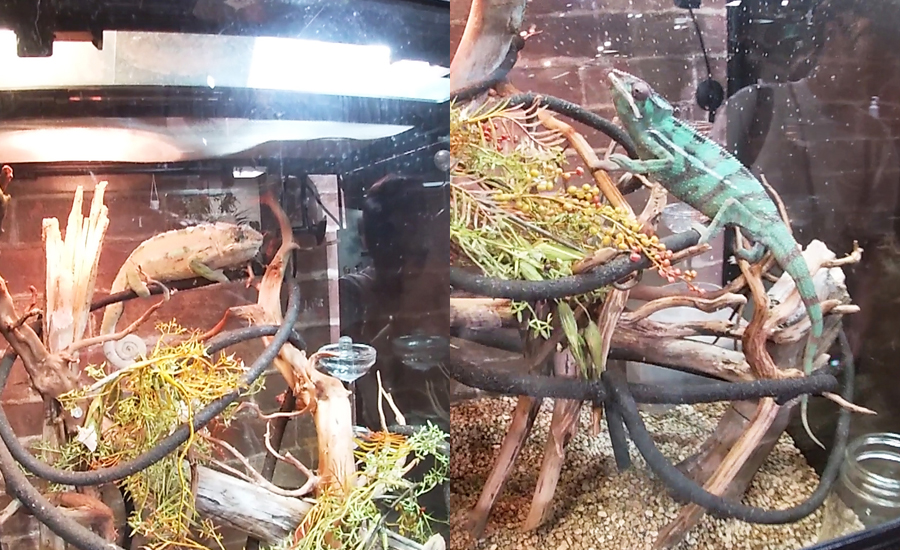 またこのエリアにはカメレオンの水槽がたくさん集められたブースもあります