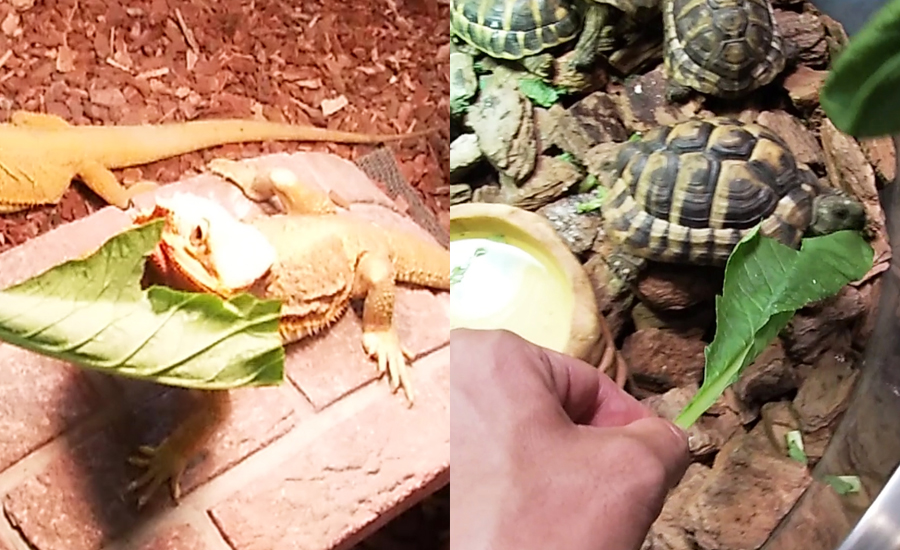 このカメやトカゲはエサやり体験をすることもできます