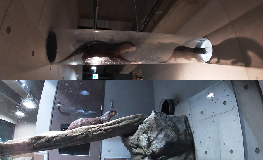 カワウソの兄弟もいたり、コンパクトな中にたくさんの見どころが詰まっています