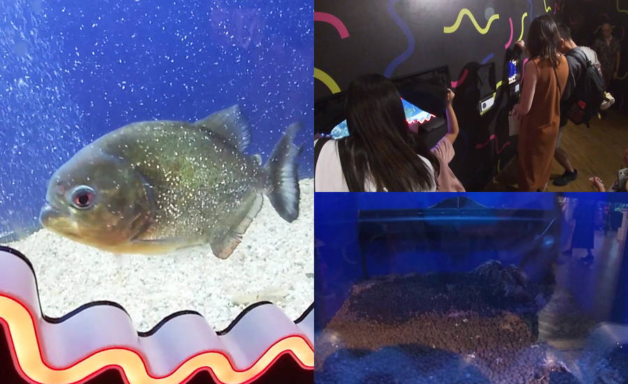 毒やハサミを持った生き物たちが集まった『こわこわエリア』