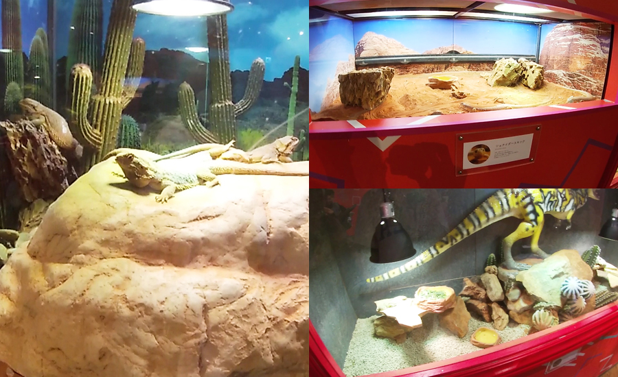 砂漠などの乾燥地帯の生き物たちが集められた『からからエリア』