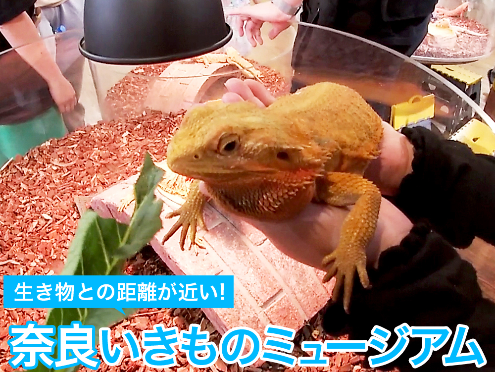 奈良市のミ・ナーラにある100種類以上の生き物と触れ合える「奈良いきものミュージアム」