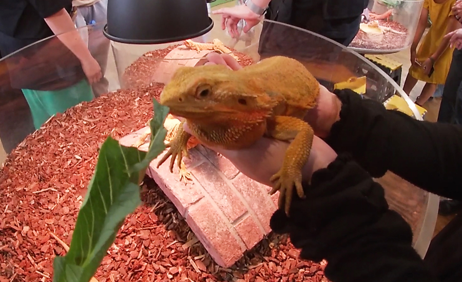 手のひらに乗せることが出来るトカゲもいます