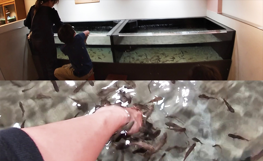 ドクターフィッシュ体験もできます