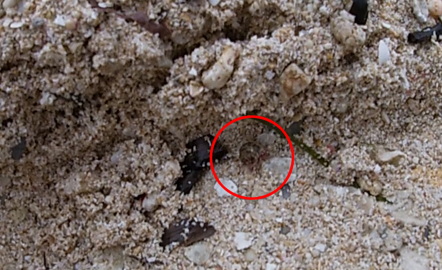 ビーチではヤドカリをたくさん見つけることが出来ました