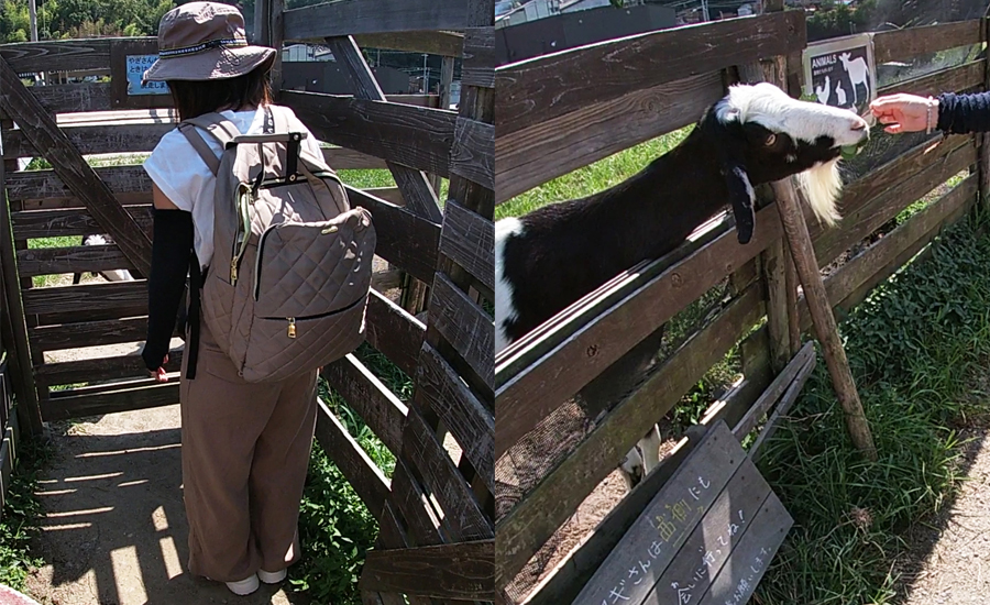 中からでも外からでもエサやりをすることもできます2