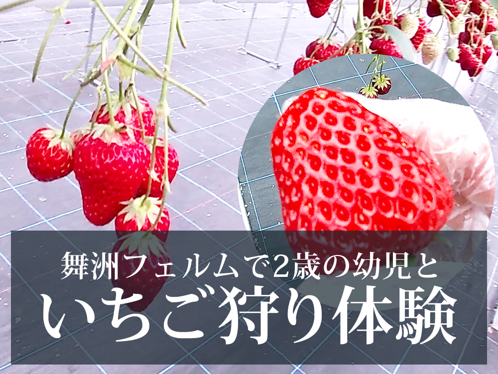大阪の舞洲フェルムで2歳の幼児と初めてのいちご狩り体験