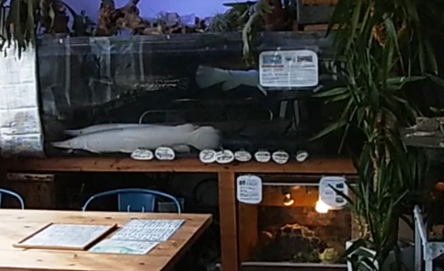 大きな水槽に珍しい大きな魚がいました