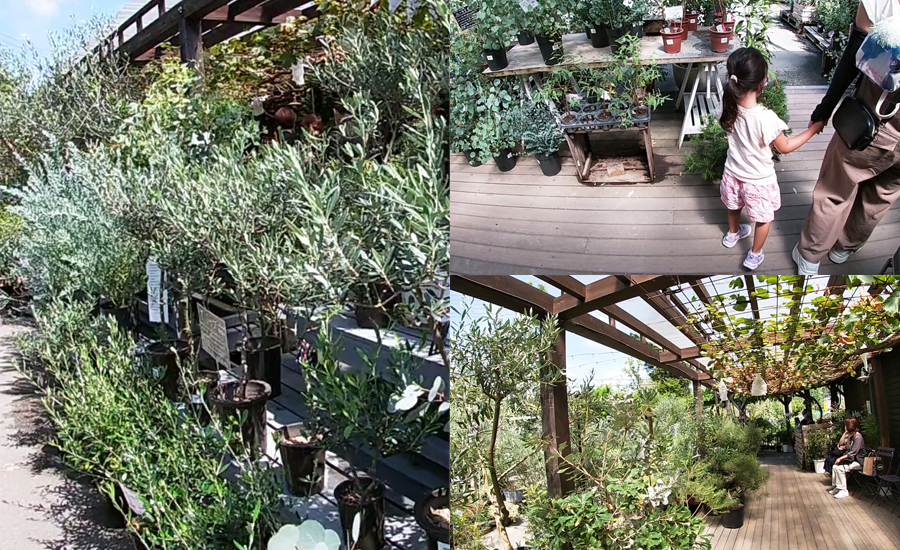 ハーブや果樹、常緑樹や落葉樹など屋外で育てられる植物がたくさん揃っています。