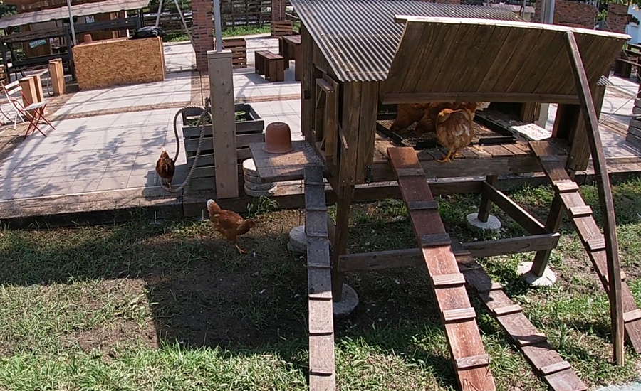 鶏はビニールハウスで放し飼い？ｗされていました。