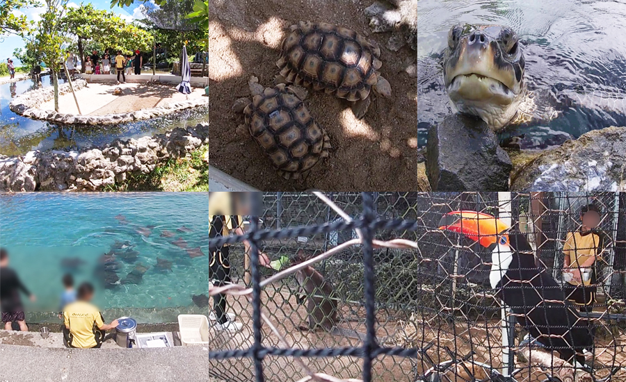 ルネッサンスリゾートの動物ふれあい