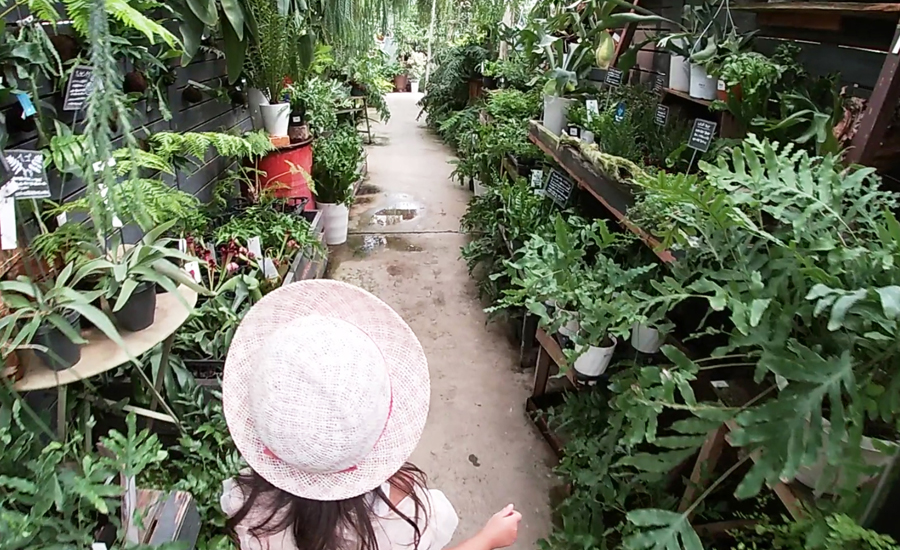 定番の観葉植物からあまり見かけない希少価値の高い植物まで揃っています。