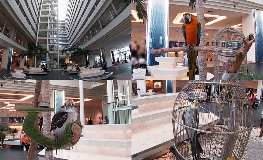 吹き抜けになったロビーには沖縄の鳥達も放し飼いされています