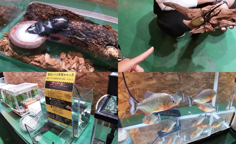 オオカブトや電気ナマズ、ピラニアやカメレオン、ドクターフィッシュなど、様々な昆虫・爬虫類、魚を見たり、触れ合ったりできます1-768x469