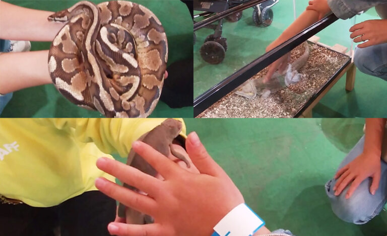 オオカブトや電気ナマズ、ピラニアやカメレオン、ドクターフィッシュなど、様々な昆虫・爬虫類、魚を見たり、触れ合ったりできます2-768x469