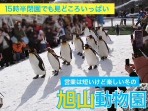 冬も見どころいっぱいの旭山動物園