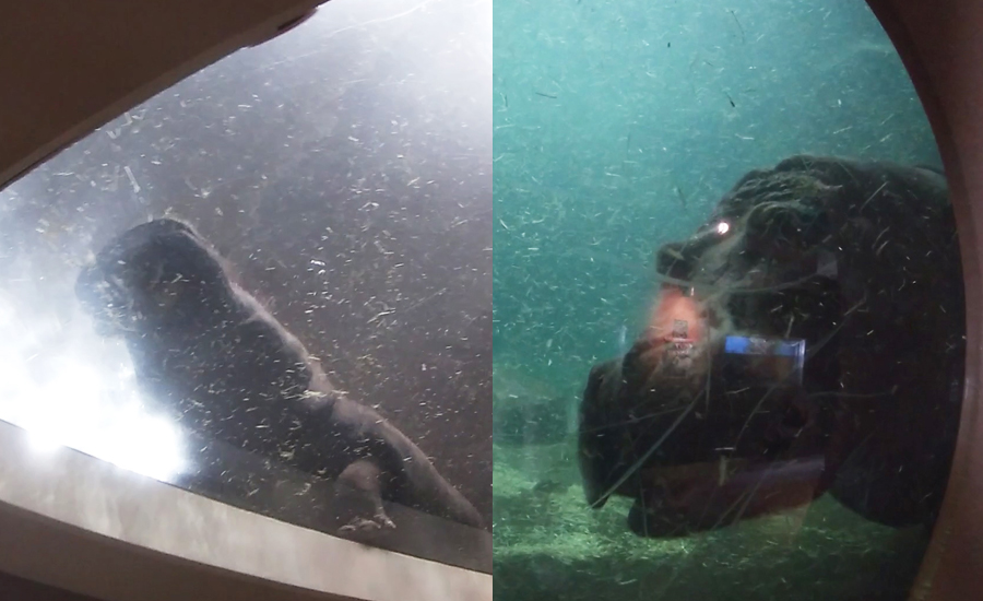 あらゆる角度から姿を見ることが出来るカバ館