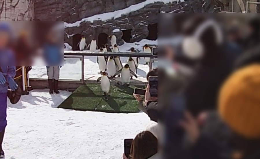 ペンギン散歩のおススメな鑑賞スポットはやっぱりスタート地点