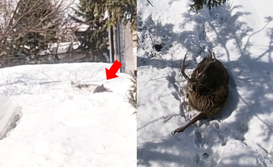 オオカミやエゾシカゾーンにも行ってみたのですが、どちらもこの時間はお昼寝タイムでした