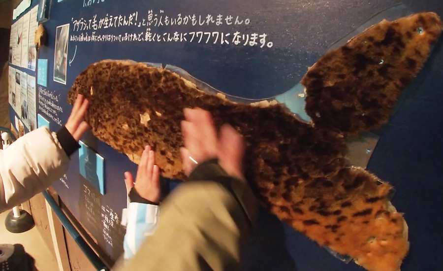 アザラシの毛も展示されていて実際に触ることが出来ました
