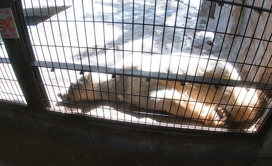 旭山動物園の主役級！シロクマ