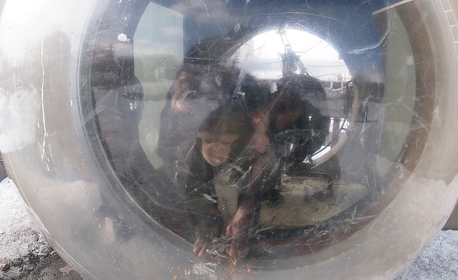 館内を出たすぐの所に飛び出た丸い窓があり、すごく間近でチンパンジー達を見ることが出来ます