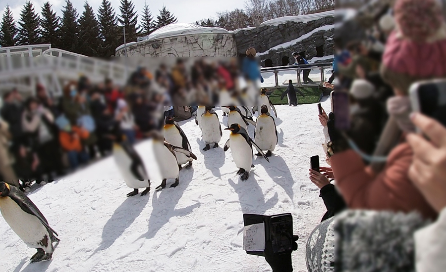スタート地点ではペンギン達それぞれの様々な反応を楽しむことが出来ます